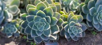 辦公室裝修:打造你的舒適綠色辦公室環(huán)境，療愈系多肉植物5選！